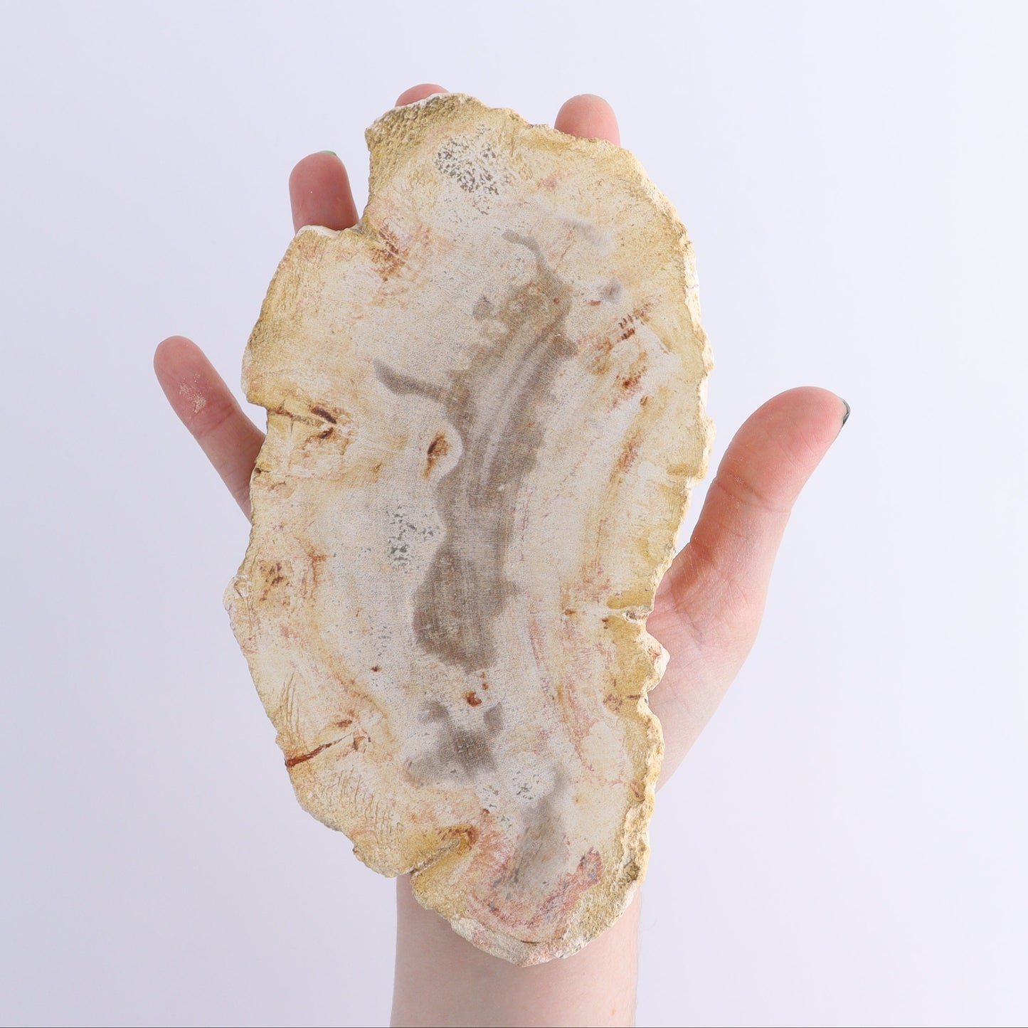 Petrified Wood Slices & Slabs Set of 5 - Expert Wholesale and Supplier of Wholesale Crystals & Bulk Gemstones, ["Freeforms","Indonesia","Petrified Wood","Slices and Slabs"]