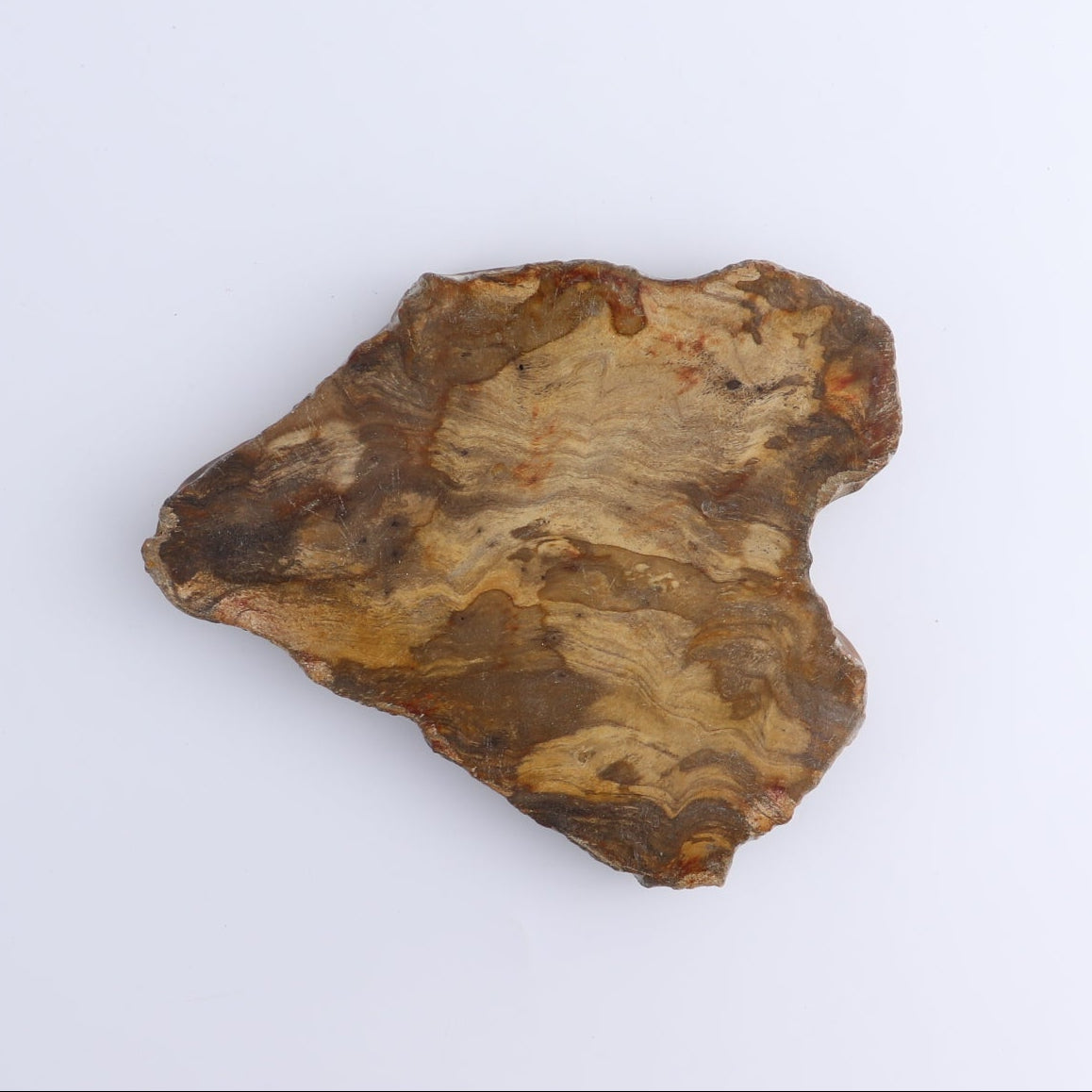 Petrified Wood Slices & Slabs Set of 4