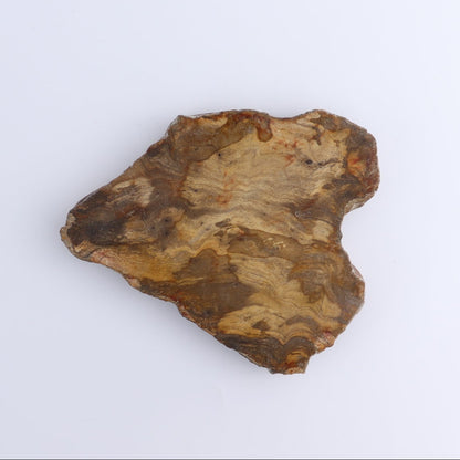 Petrified Wood Slices & Slabs Set of 4