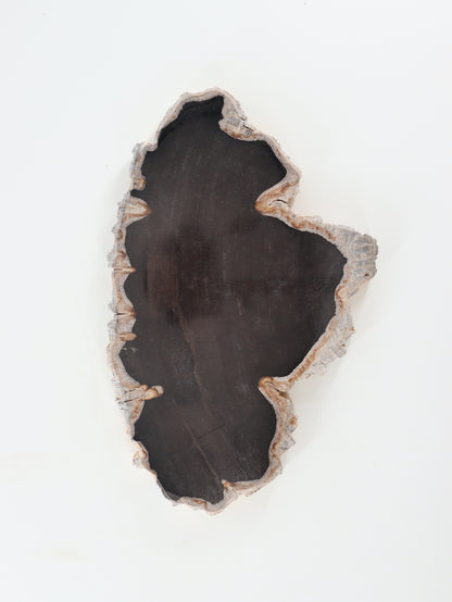 Petrified Wood Slices and Slabs Set of 2 - Expert Wholesale and Supplier of Wholesale Crystals & Bulk Gemstones, []