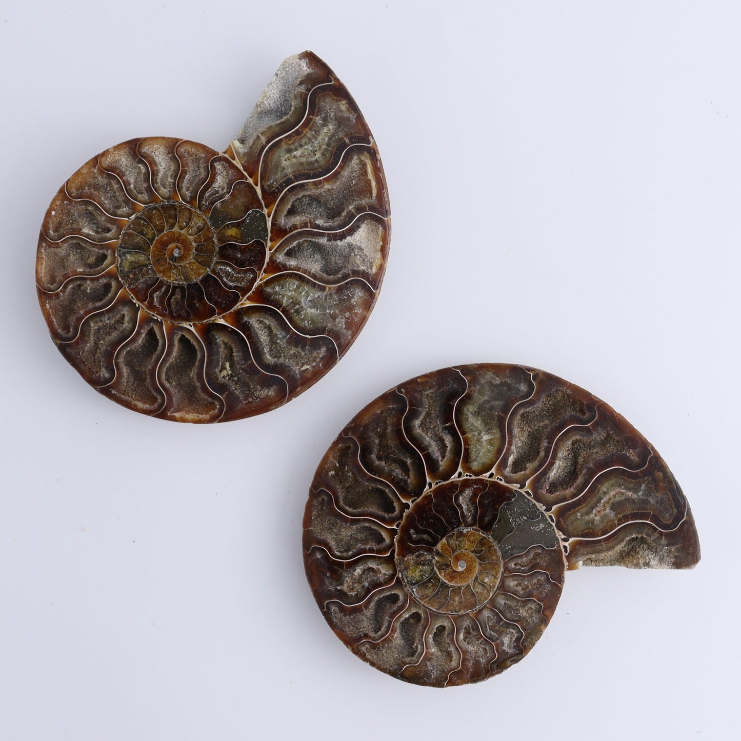 Ammonite Shells Set of 6 - Expert Wholesale and Supplier of Wholesale Crystals & Bulk Gemstones, ["Ammonite","Madagascar","shells"]