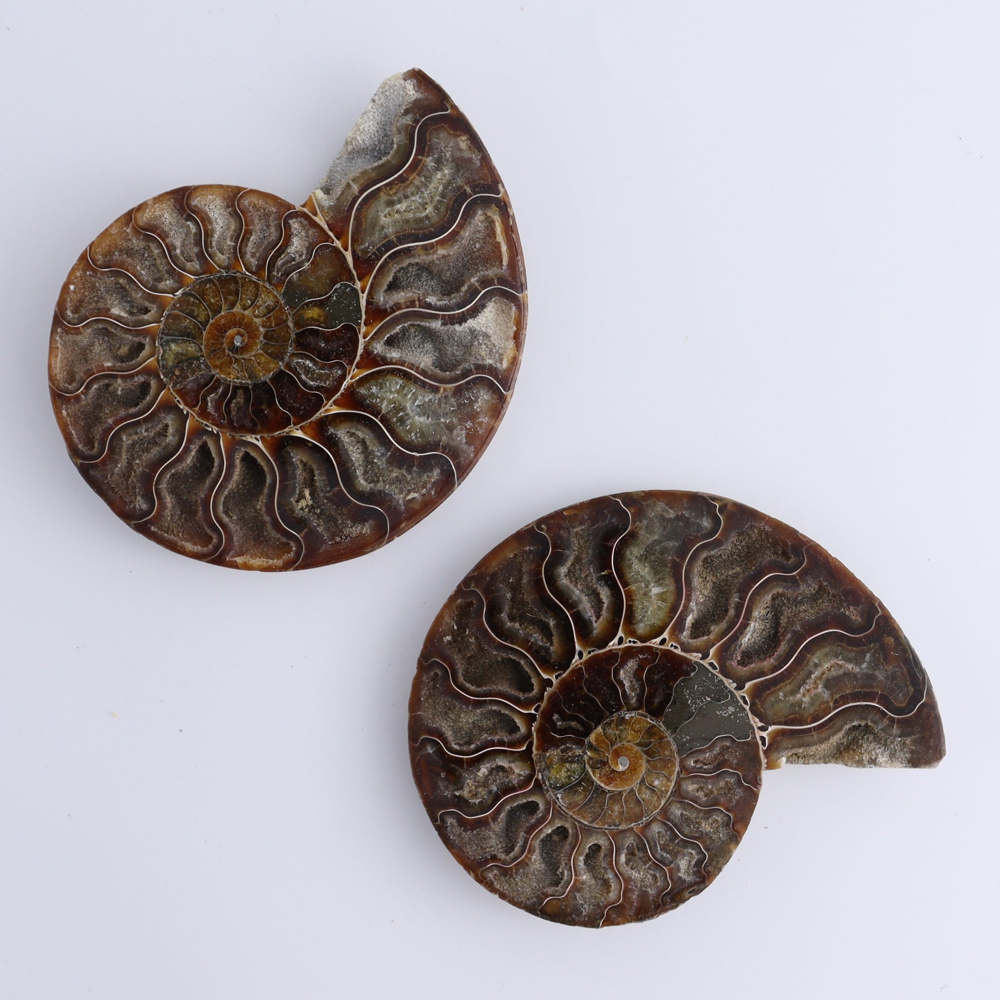 Ammonite Shells Set of 6 - Expert Wholesale and Supplier of Wholesale Crystals & Bulk Gemstones, ["Ammonite","Madagascar","shells"]