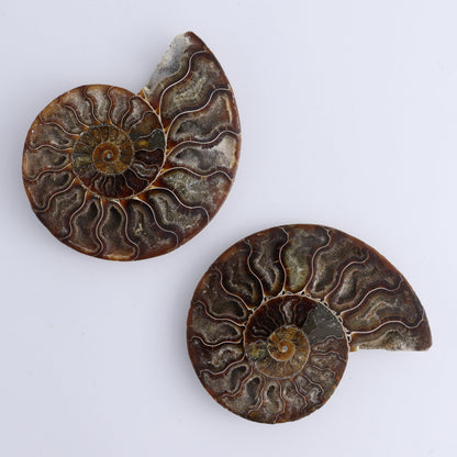 Ammonite Shells Set of 6 - Expert Wholesale and Supplier of Wholesale Crystals & Bulk Gemstones, ["Ammonite","Madagascar","shells"]