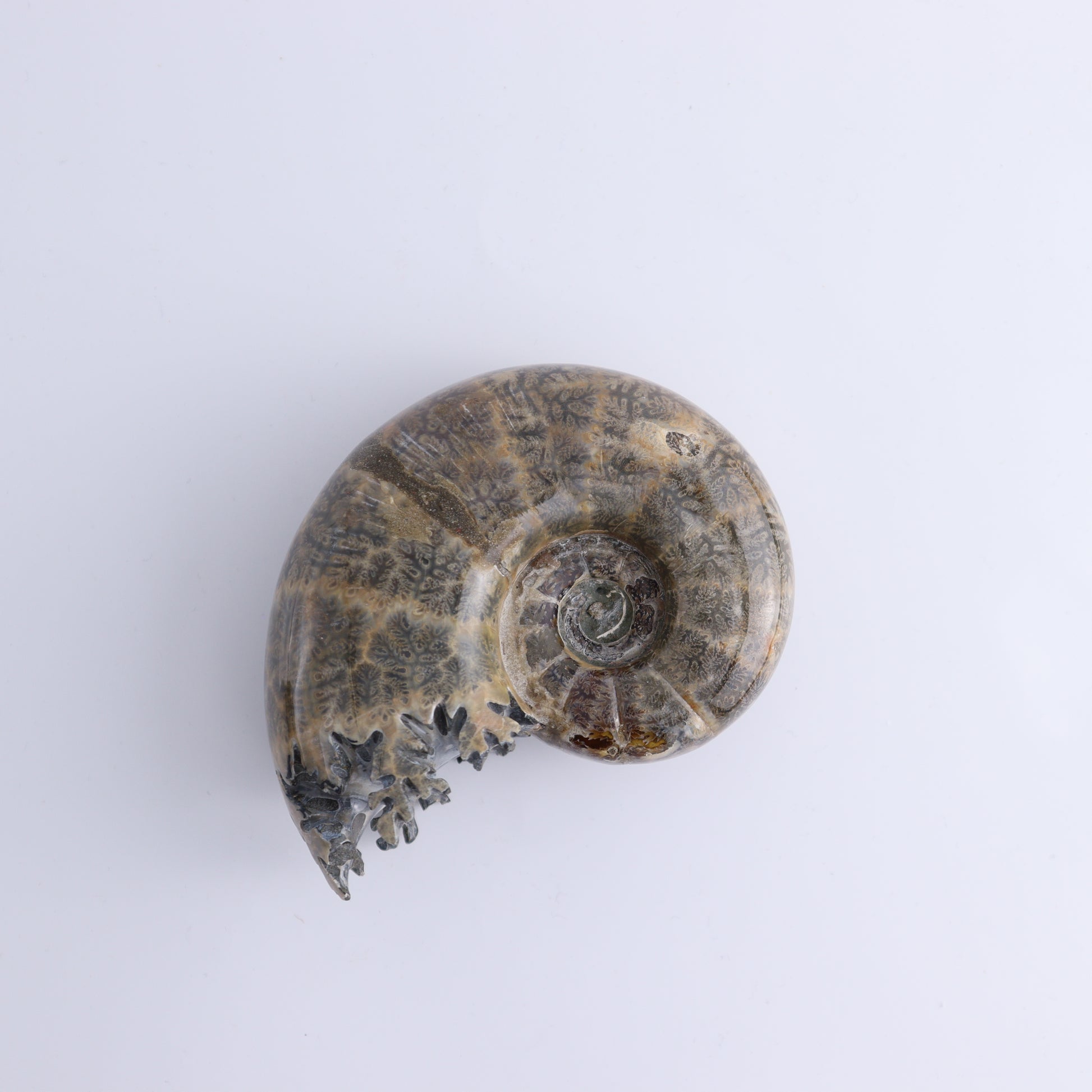 Agate Shells Set of 3 - Expert Wholesale and Supplier of Wholesale Crystals & Bulk Gemstones, ["Agate","Madagascar","shells"]