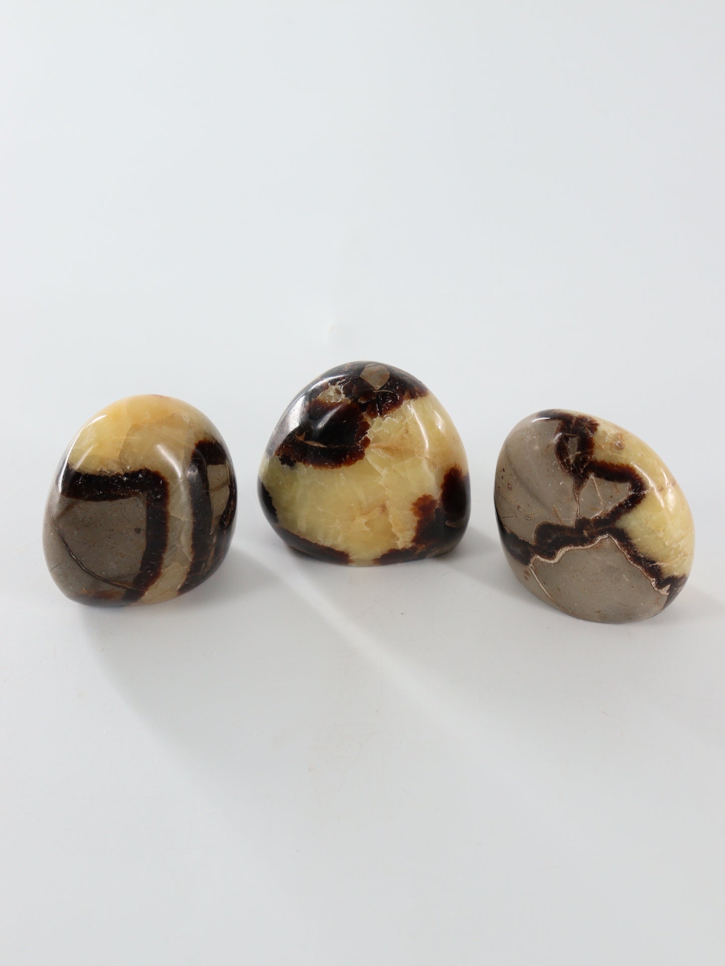 Septarian Freeforms Set of 12 - Expert Wholesale and Supplier of Wholesale Crystals & Bulk Gemstones, []