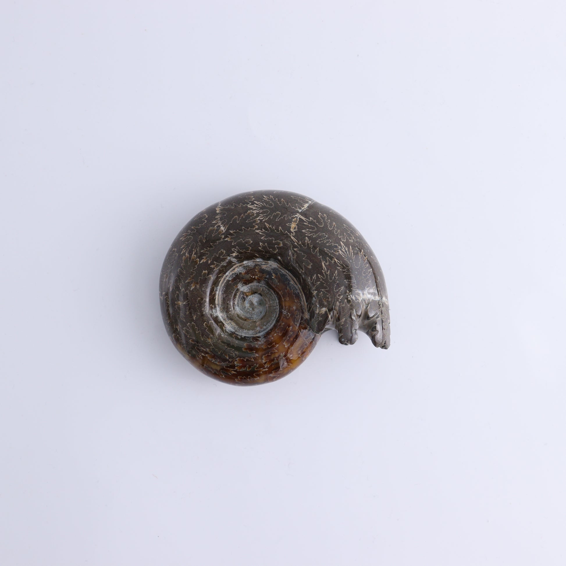 Agate Shells Set of 3 - Expert Wholesale and Supplier of Wholesale Crystals & Bulk Gemstones, ["Agate","Madagascar","shells"]