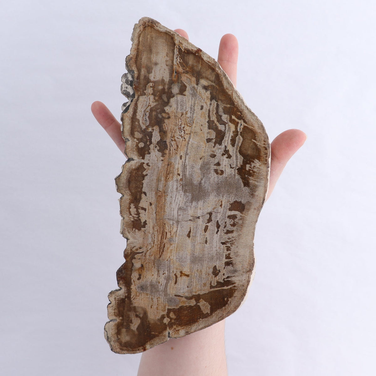 Petrified Wood Slices & Slabs Set of 2