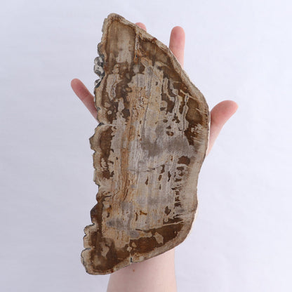 Petrified Wood Slices & Slabs Set of 2