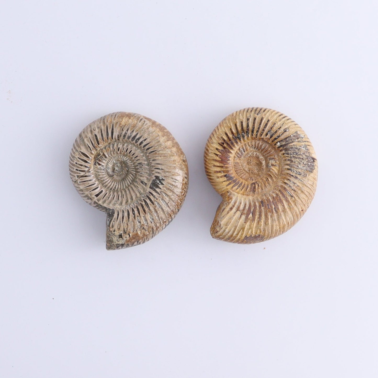 Fossilized Ammonite Set of 9 - Expert Wholesale and Supplier of Wholesale Crystals & Bulk Gemstones, ["Ammonite","Fossilized Ammonite","Madagascar"]