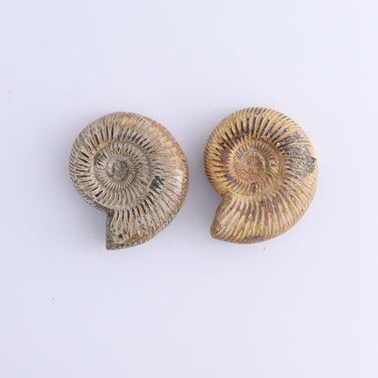 Fossilized Ammonite Set of 9 - Expert Wholesale and Supplier of Wholesale Crystals & Bulk Gemstones, ["Ammonite","Fossilized Ammonite","Madagascar"]