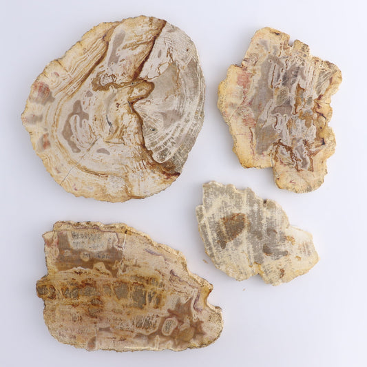 Petrified Wood Slices & Slabs Set of 4