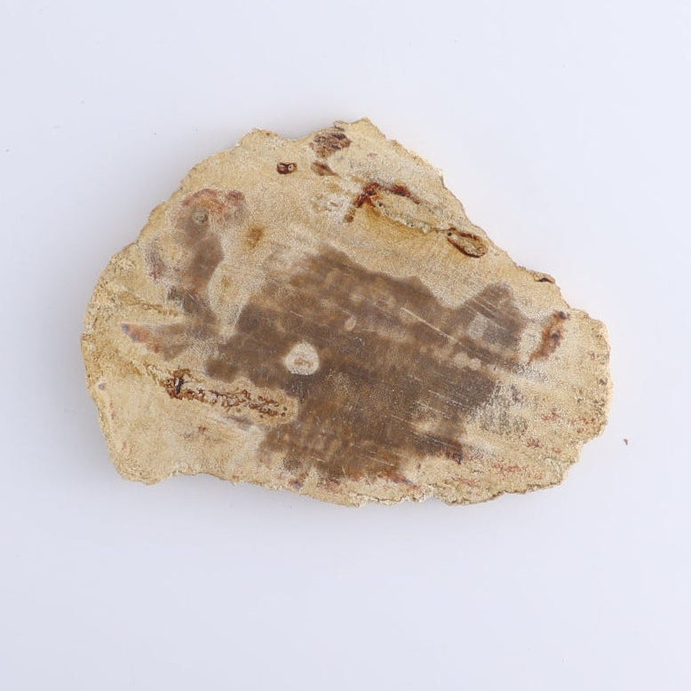 Petrified Wood Slices & Slabs Set of 4