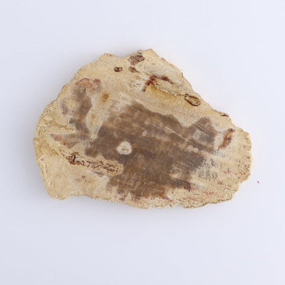 Petrified Wood Slices & Slabs Set of 4