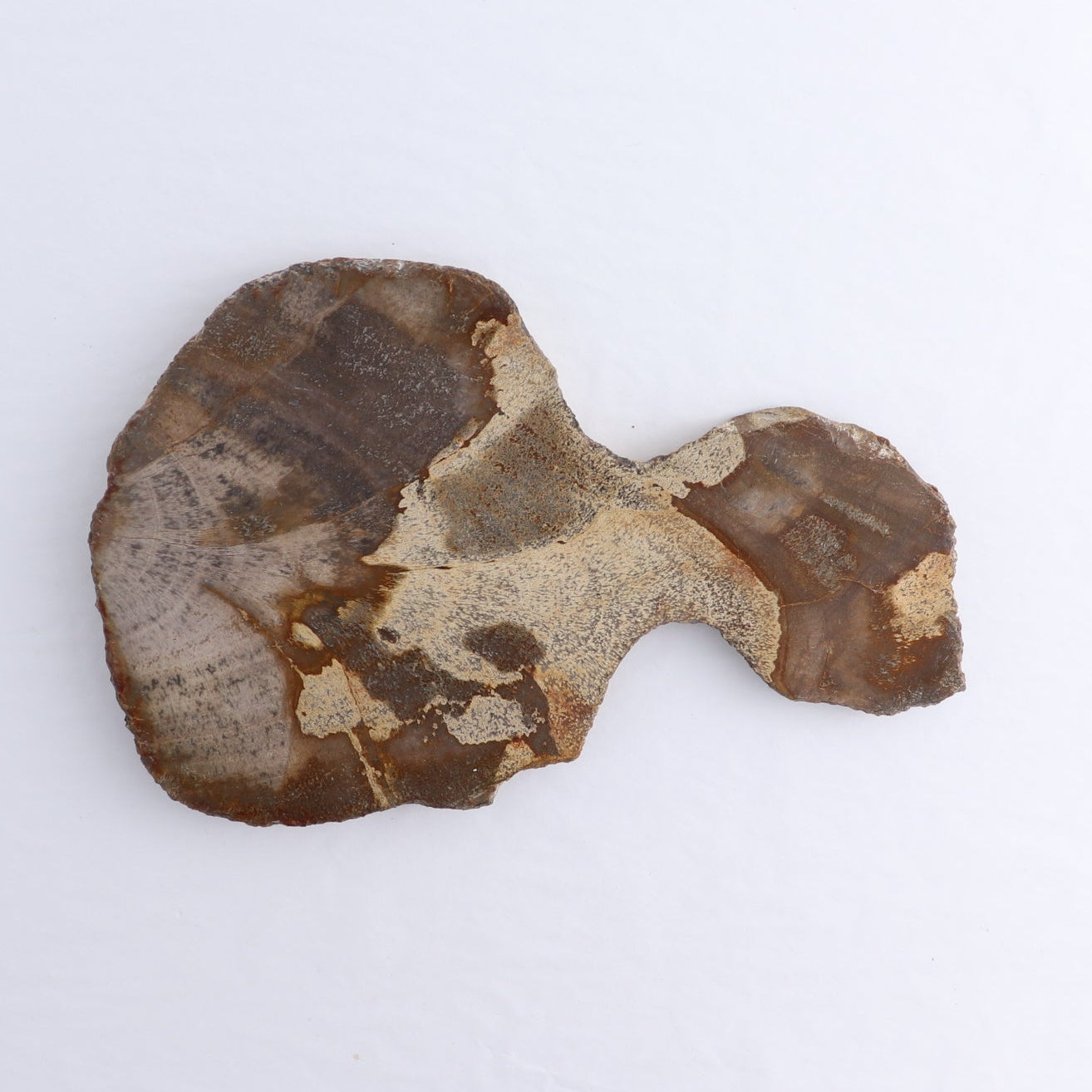 Petrified Wood Slices & Slabs Set of 4