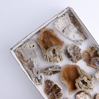 Agatized Coral Flat - Expert Wholesale and Supplier of Wholesale Crystals & Bulk Gemstones, ["Agate","Agatized Coral","Coral","United States"]