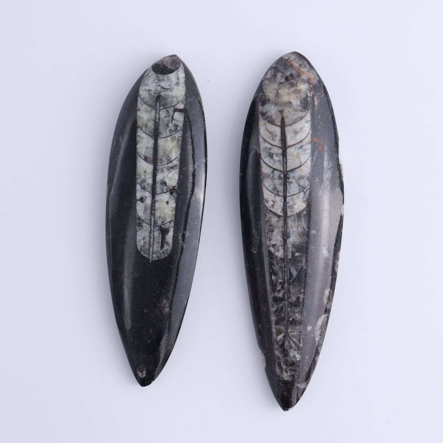 Orthoceras Polished Set of 5 - Expert Wholesale and Supplier of Wholesale Crystals & Bulk Gemstones, ["Orthoceras","Polished"]