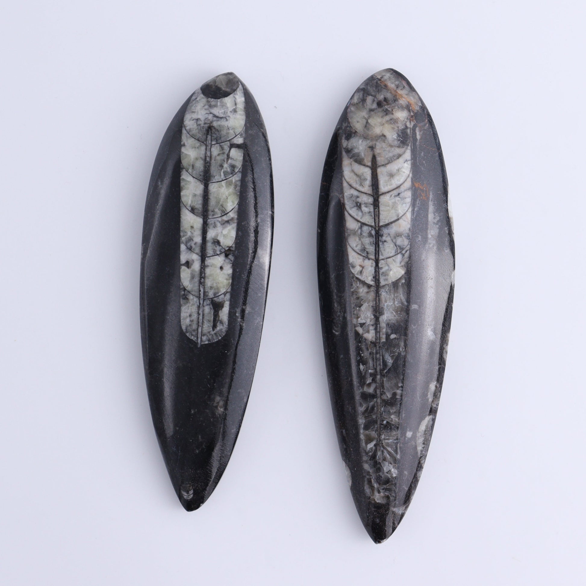 Orthoceras Polished Set of 5 - Expert Wholesale and Supplier of Wholesale Crystals & Bulk Gemstones, ["Orthoceras","Polished"]