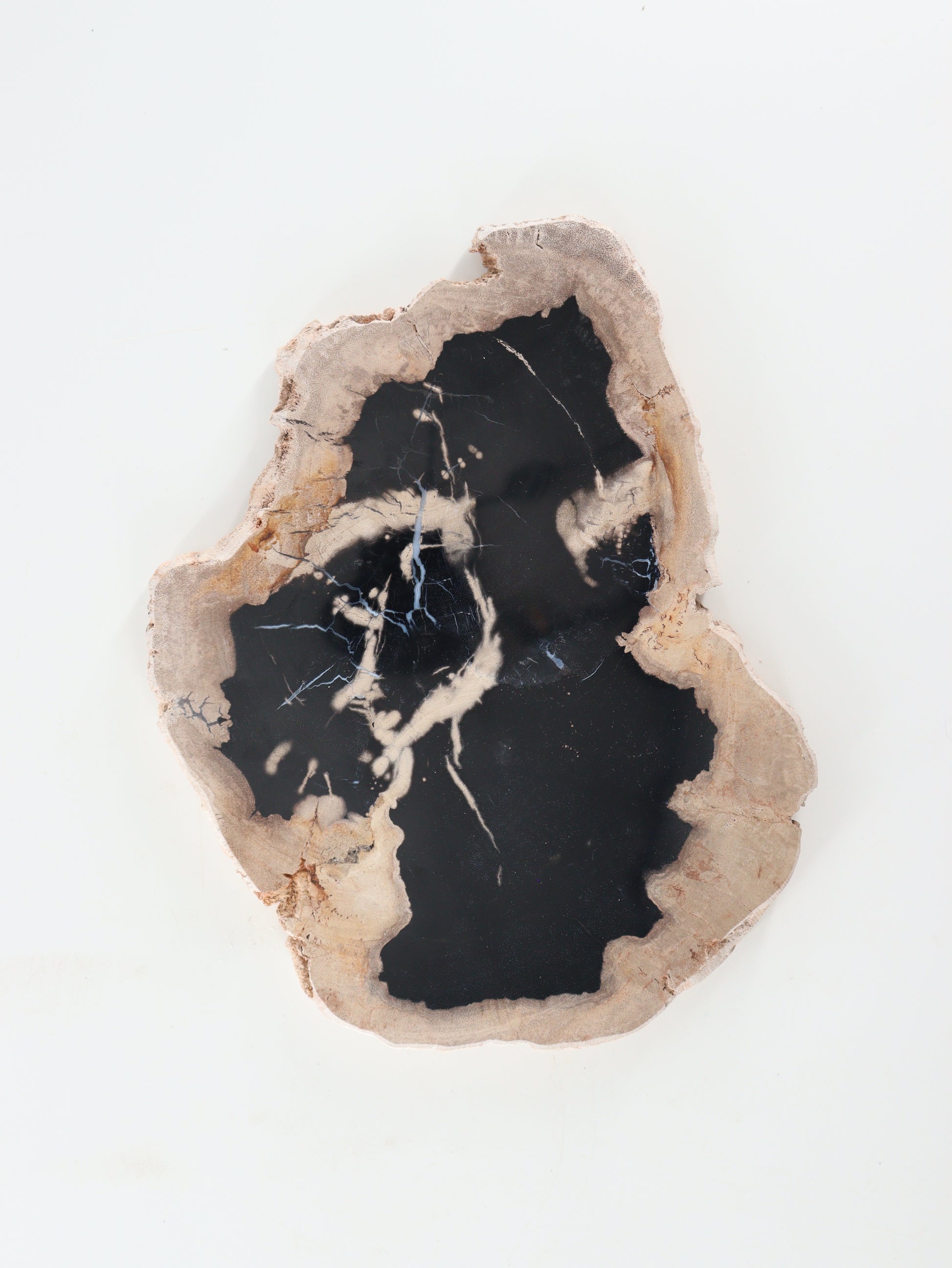 Petrified Wood Slices and Slabs Set of 2 - Expert Wholesale and Supplier of Wholesale Crystals & Bulk Gemstones, []
