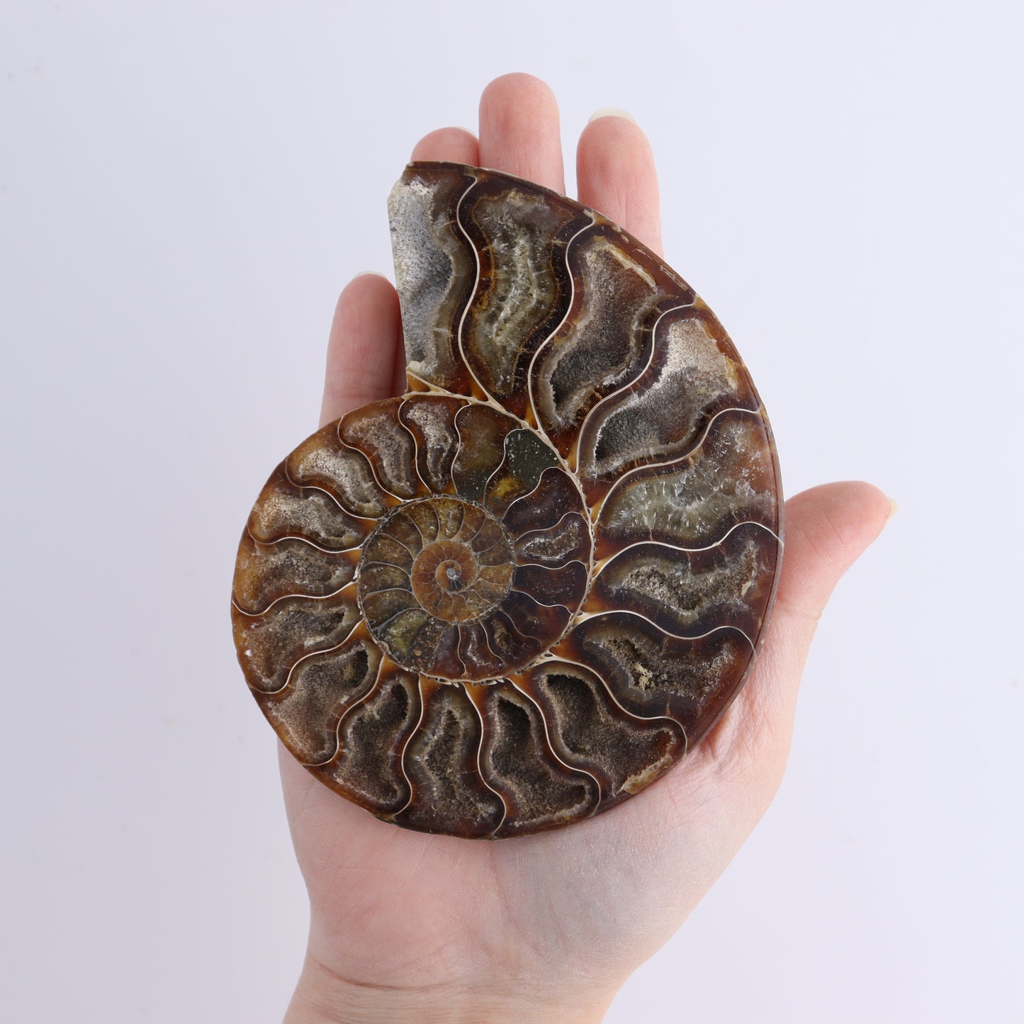 Ammonite Shells Set of 6 - Expert Wholesale and Supplier of Wholesale Crystals & Bulk Gemstones, ["Ammonite","Madagascar","shells"]