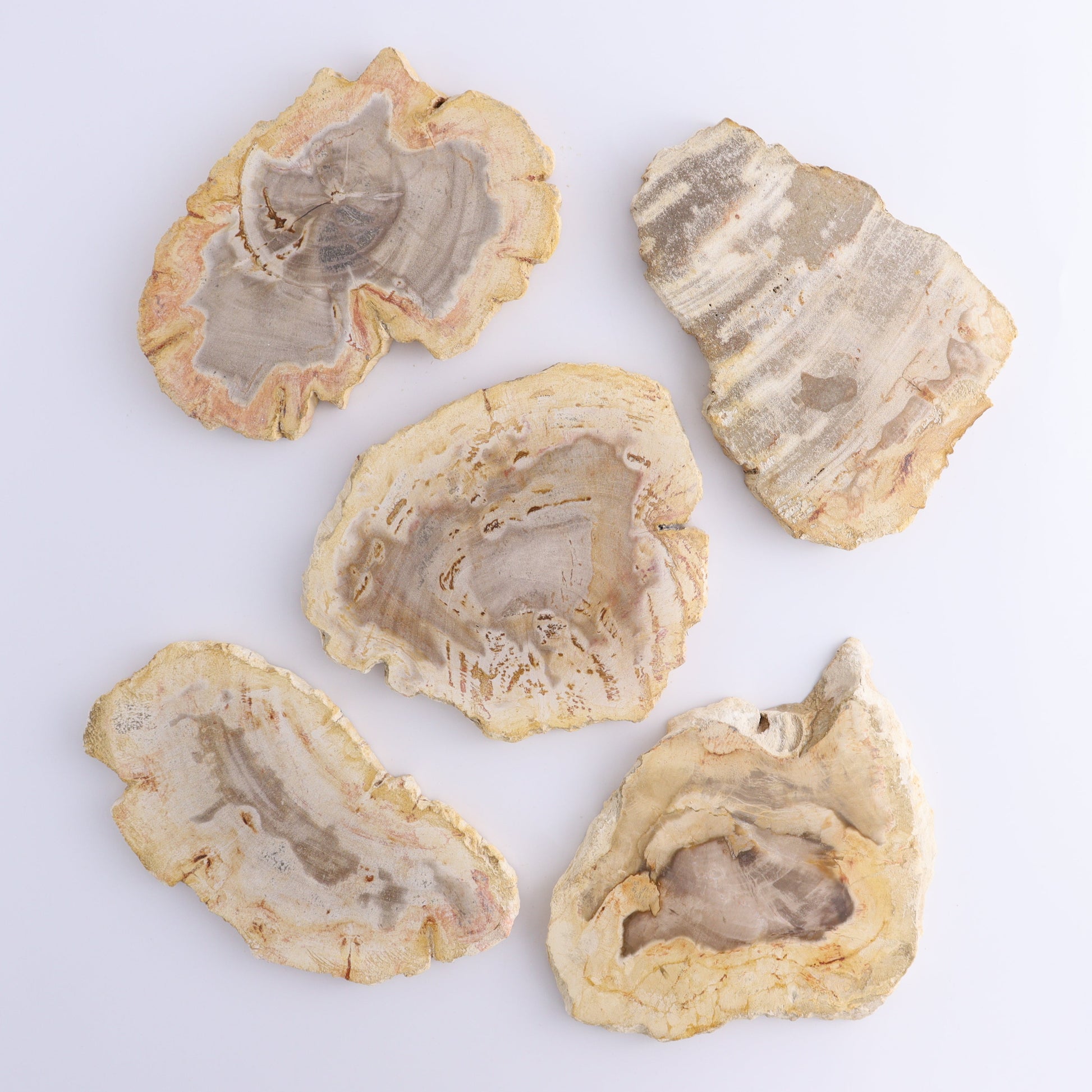 Petrified Wood Slices & Slabs Set of 5 - Expert Wholesale and Supplier of Wholesale Crystals & Bulk Gemstones, ["Freeforms","Indonesia","Petrified Wood","Slices and Slabs"]