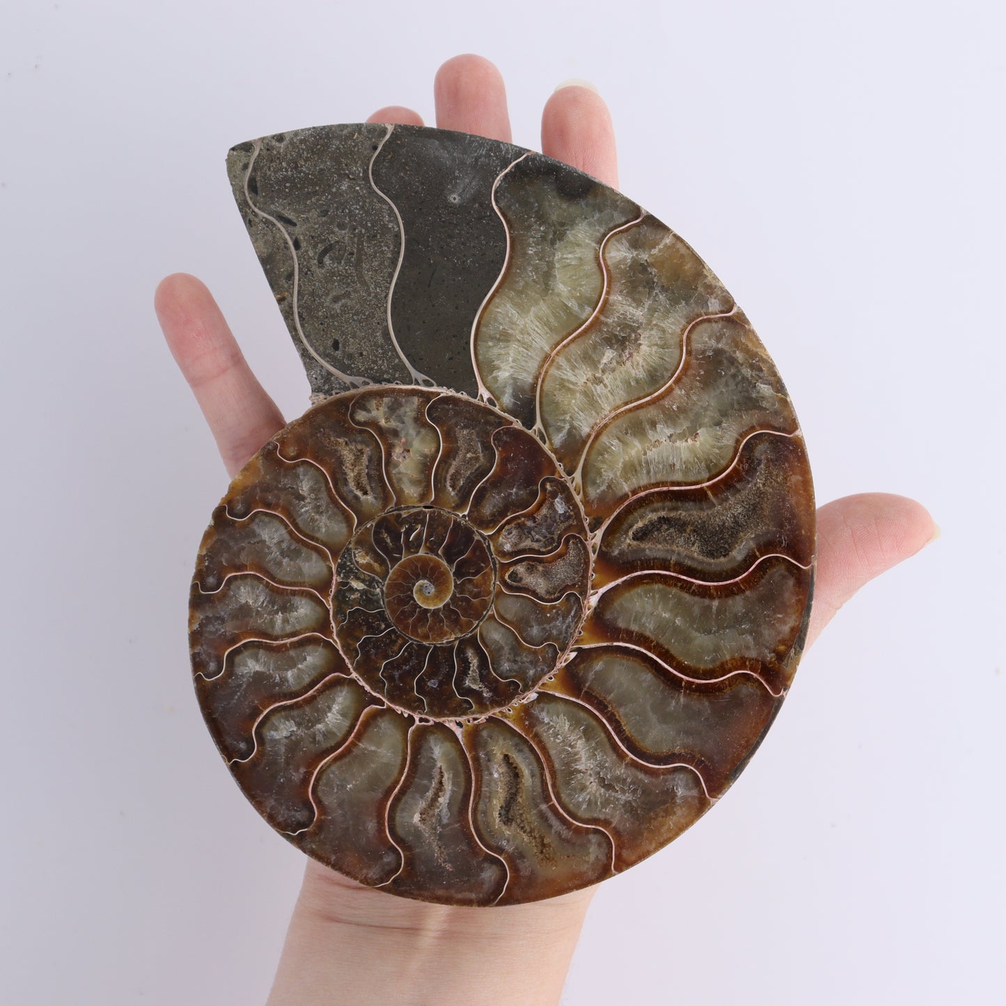 Ammonite Shells Set of 6 - Expert Wholesale and Supplier of Wholesale Crystals & Bulk Gemstones, ["Ammonite","Madagascar","shells"]