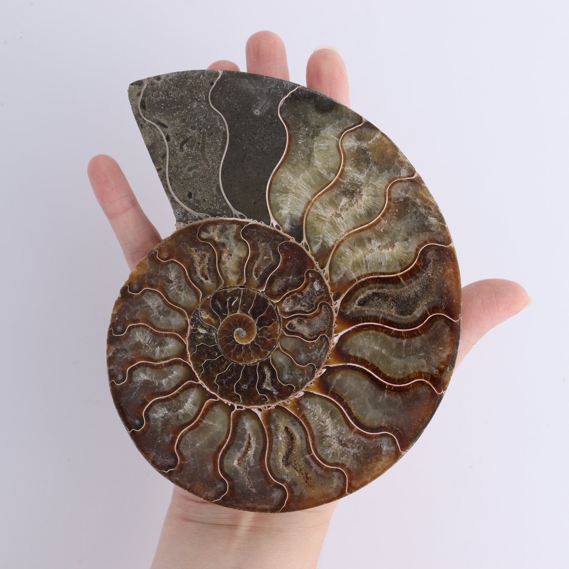 Ammonite Shells Set of 6 - Expert Wholesale and Supplier of Wholesale Crystals & Bulk Gemstones, ["Ammonite","Madagascar","shells"]