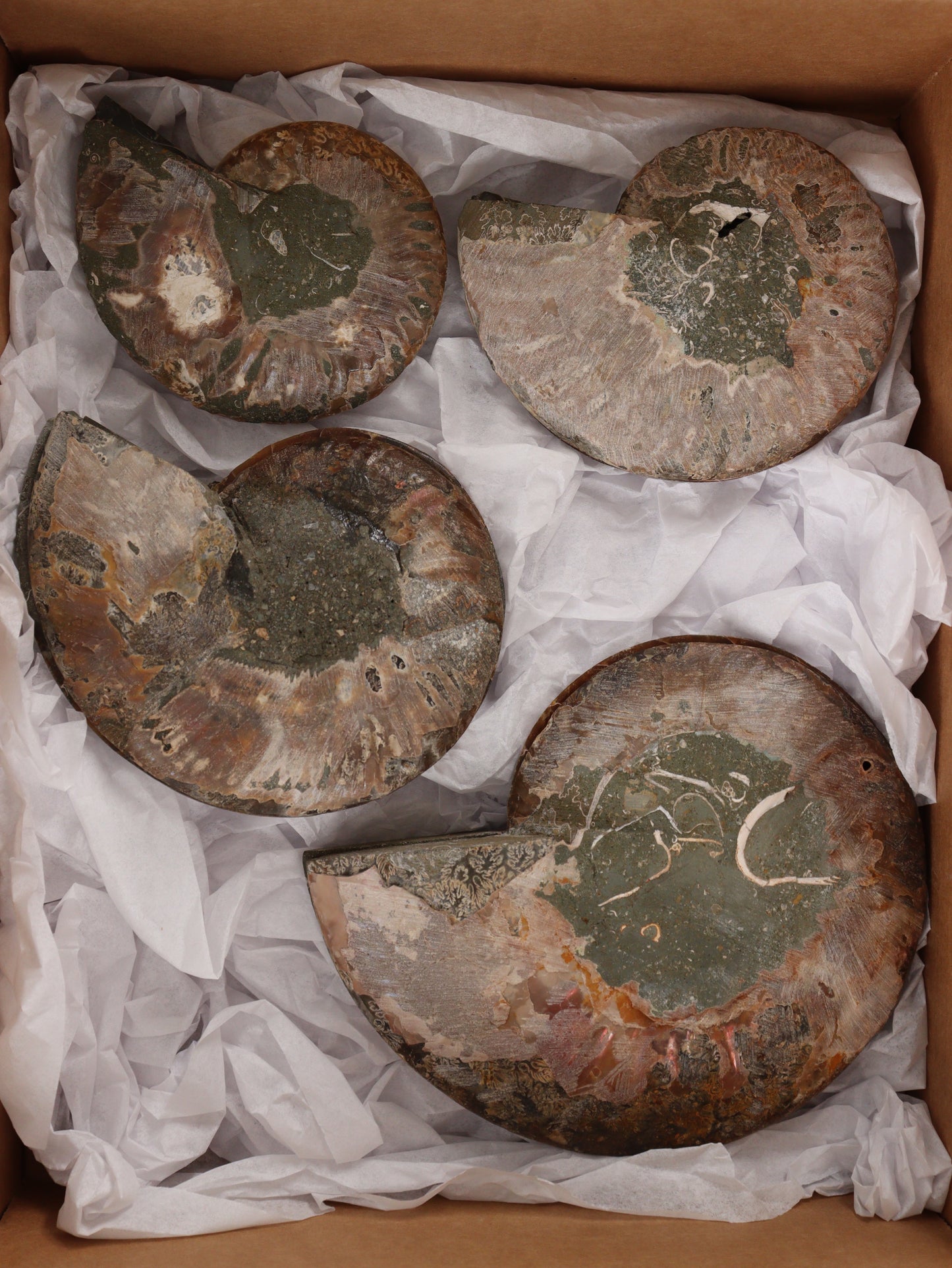 Ammonite Pairs Set of 4