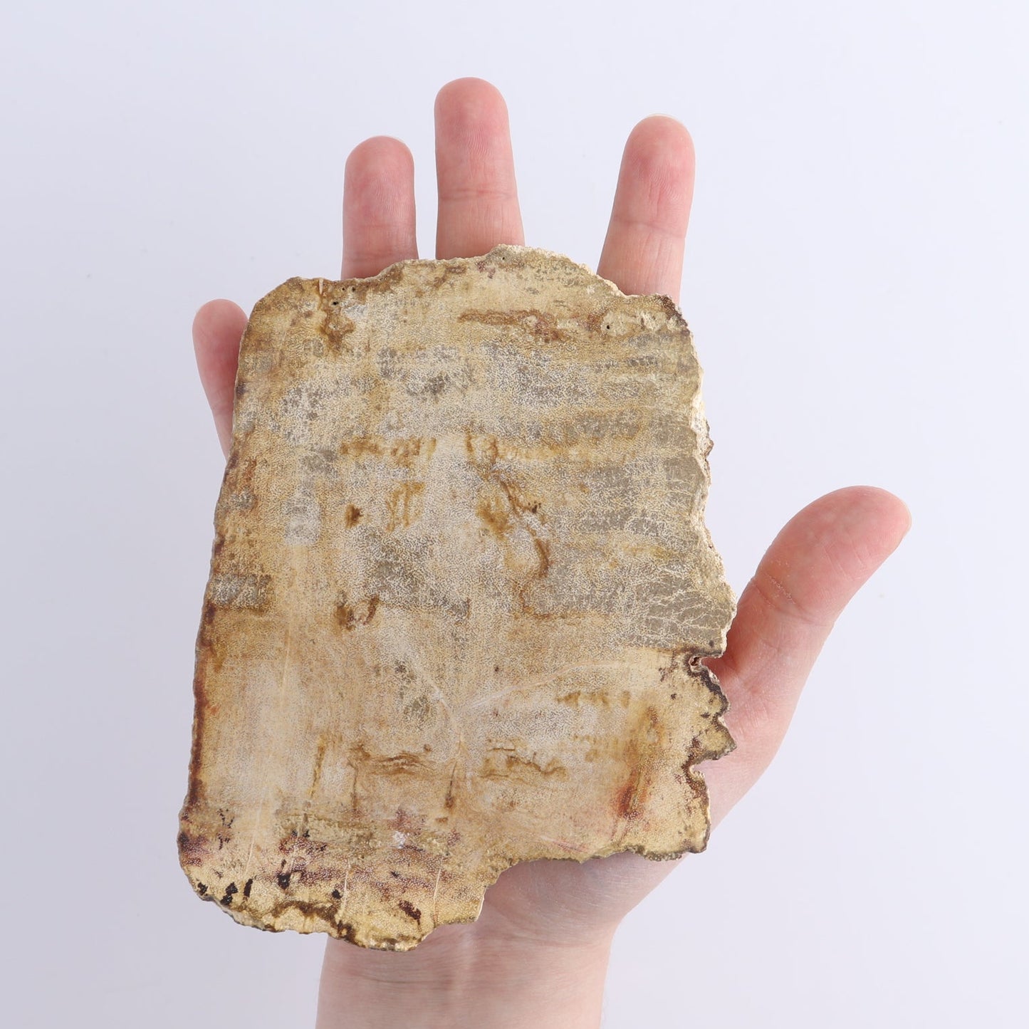 Petrified Wood Slices & Slabs Set of 4