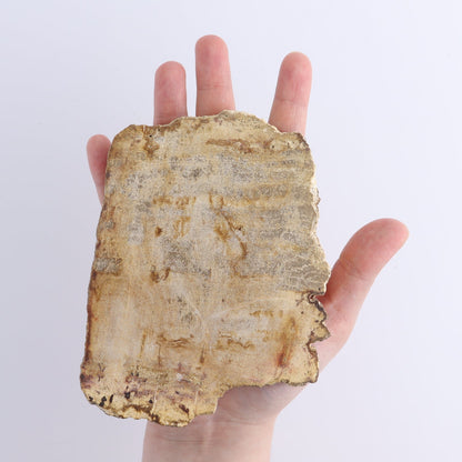 Petrified Wood Slices & Slabs Set of 4