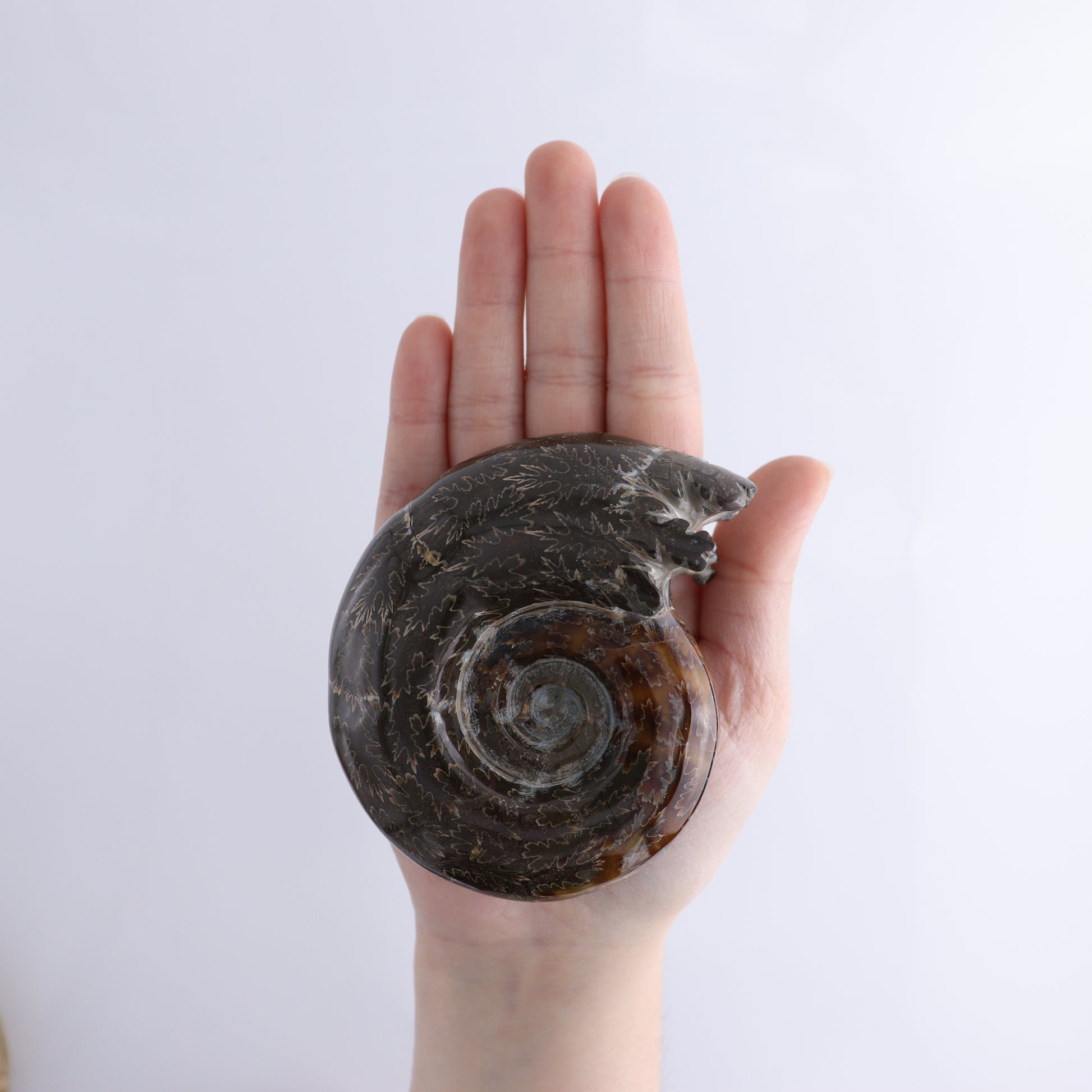 Agate Shells Set of 3 - Expert Wholesale and Supplier of Wholesale Crystals & Bulk Gemstones, ["Agate","Madagascar","shells"]
