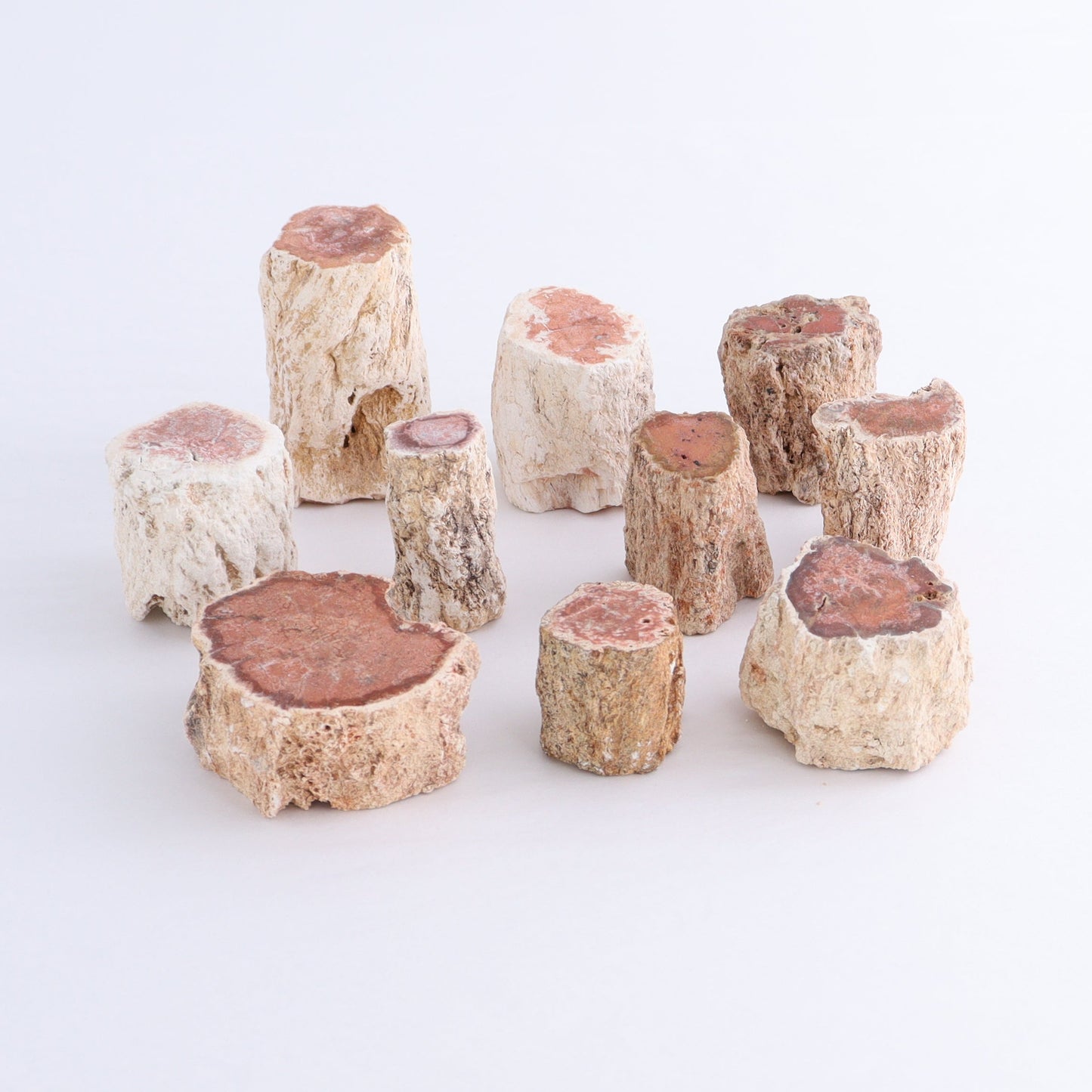 Petrified Wood Cut Bases Set of 10 - Expert Wholesale and Supplier of Wholesale Crystals & Bulk Gemstones, ["Cut Base","Petrified Wood"]
