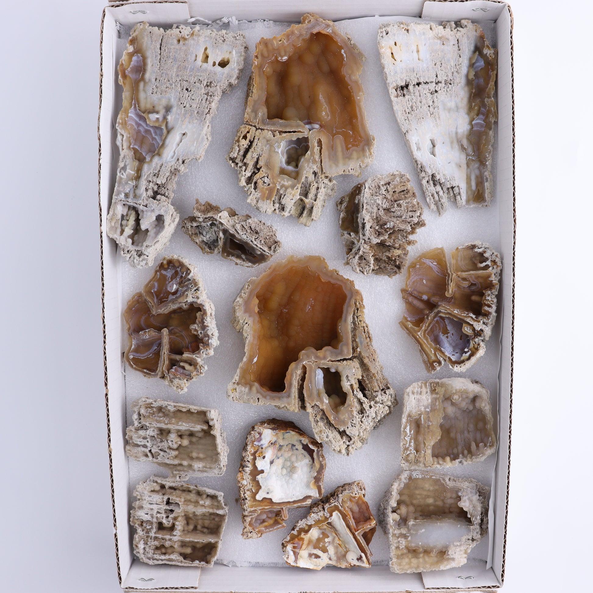 Agatized Coral Flat - Expert Wholesale and Supplier of Wholesale Crystals & Bulk Gemstones, ["Agate","Agatized Coral","Coral","United States"]