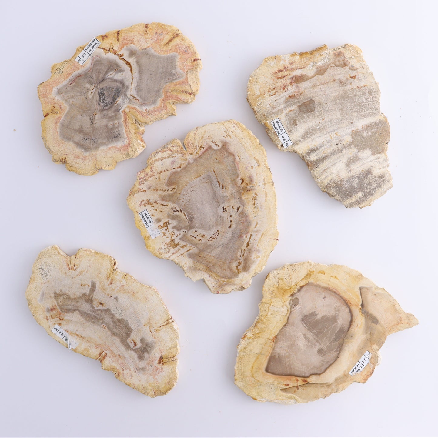 Petrified Wood Slices & Slabs Set of 5 - Expert Wholesale and Supplier of Wholesale Crystals & Bulk Gemstones, ["Freeforms","Indonesia","Petrified Wood","Slices and Slabs"]