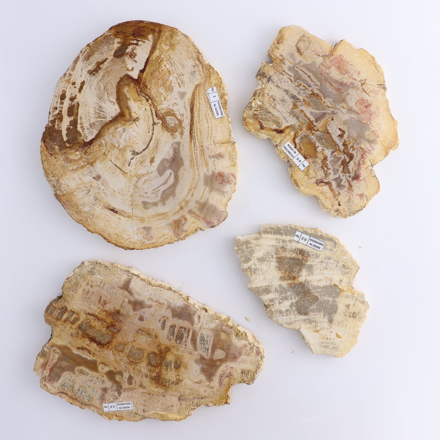 Petrified Wood Slices & Slabs Set of 4