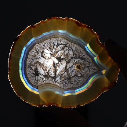 Iris Agate Slices Set of 5 - Expert Wholesale and Supplier of Wholesale Crystals & Bulk Gemstones, ["Agate","Iris Agate","Slices and Slabs"]