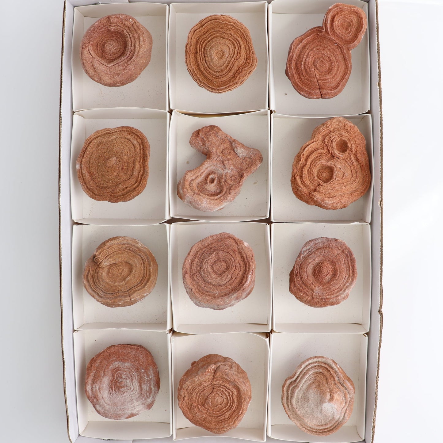 Stromatolite Freeforms Set 12