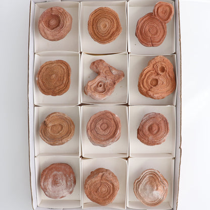 Stromatolite Freeforms Set 12