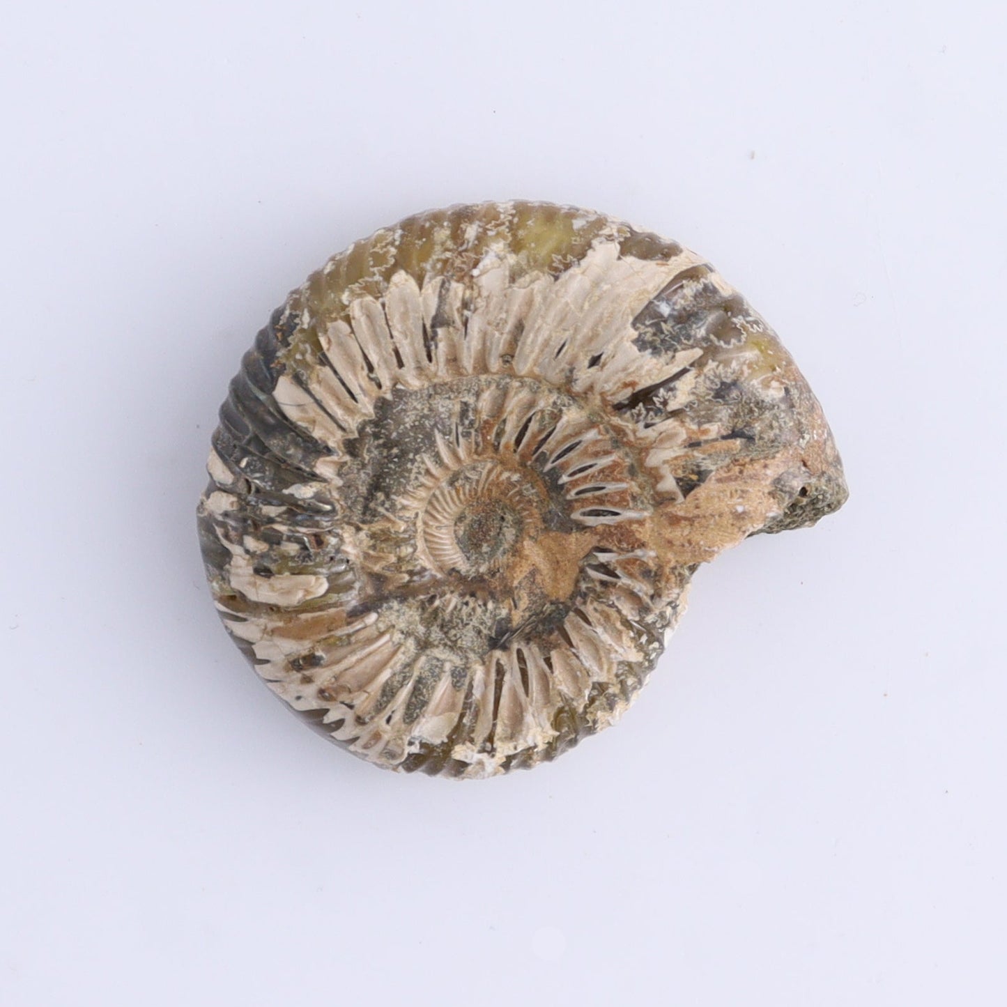 Fossilized Ammonite Set of 9 - Expert Wholesale and Supplier of Wholesale Crystals & Bulk Gemstones, ["Ammonite","Fossilized Ammonite","Madagascar"]
