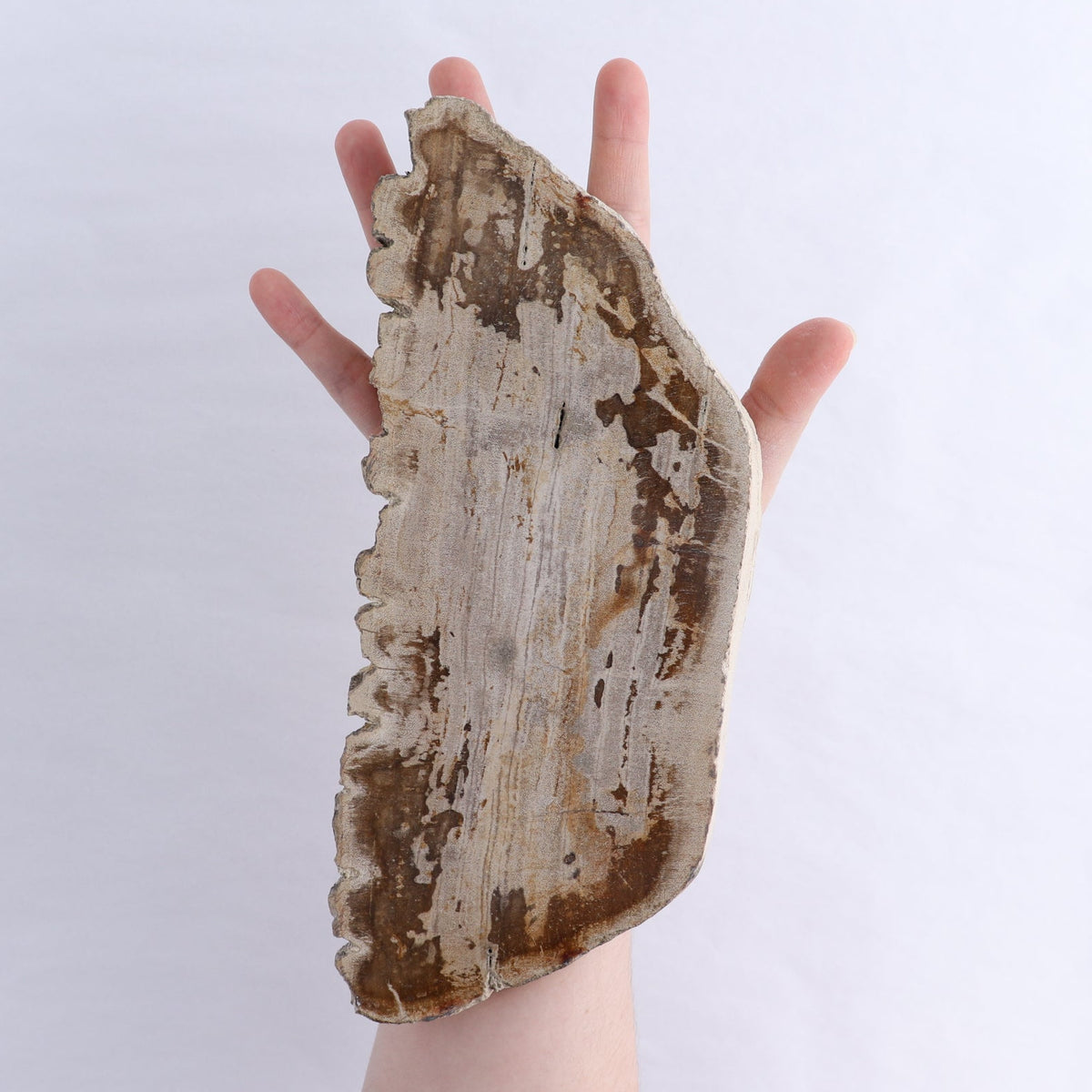 Petrified Wood Slices & Slabs Set of 2