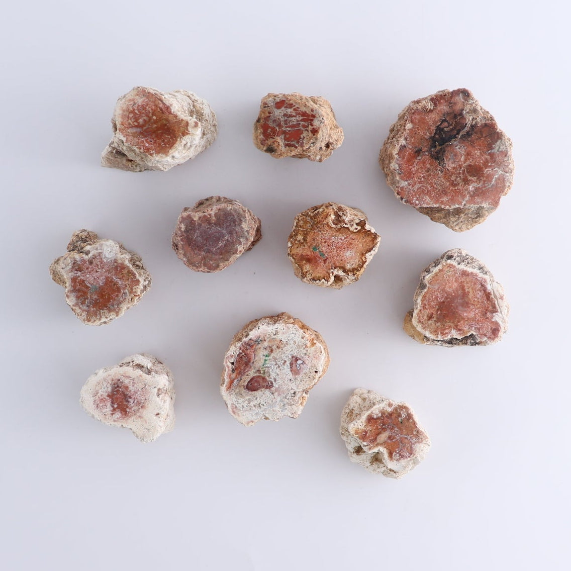 Petrified Wood Cut Bases Set of 10