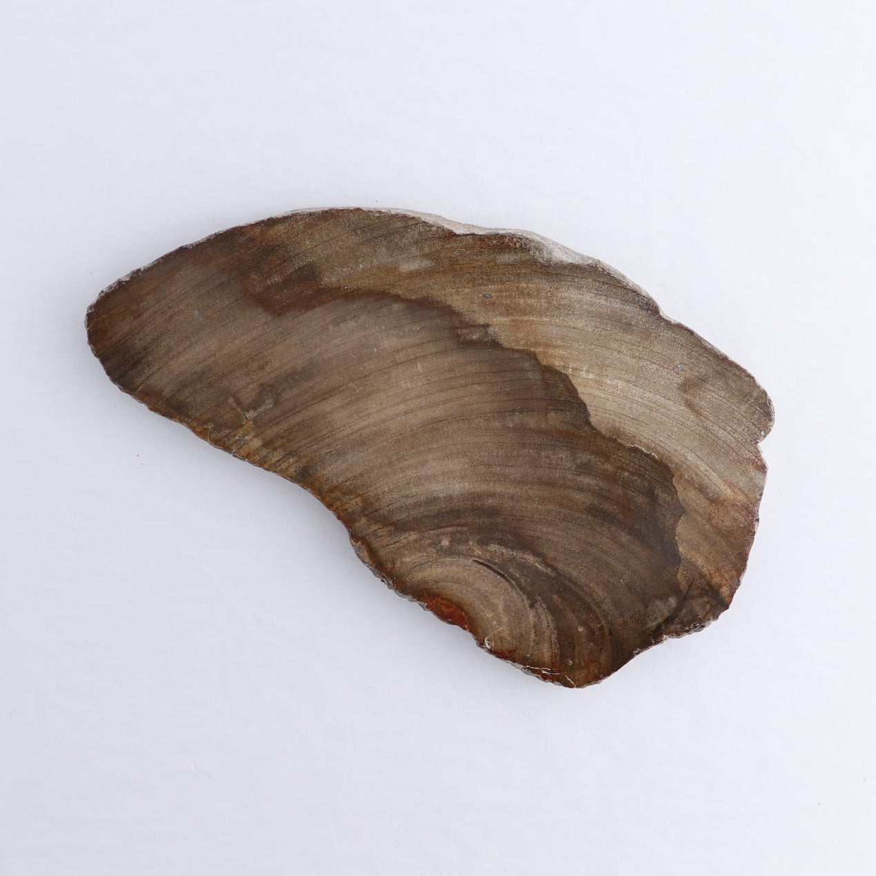Petrified Wood Slices & Slabs Set of 4