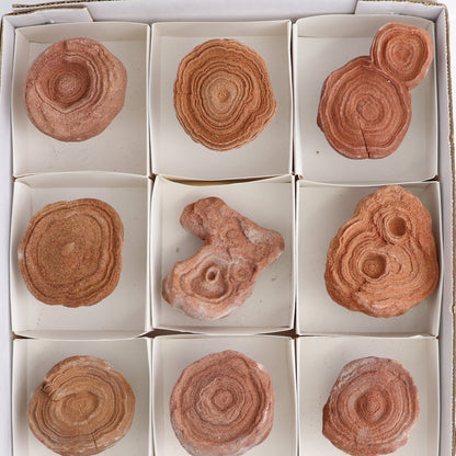 Stromatolite Freeforms Set 12