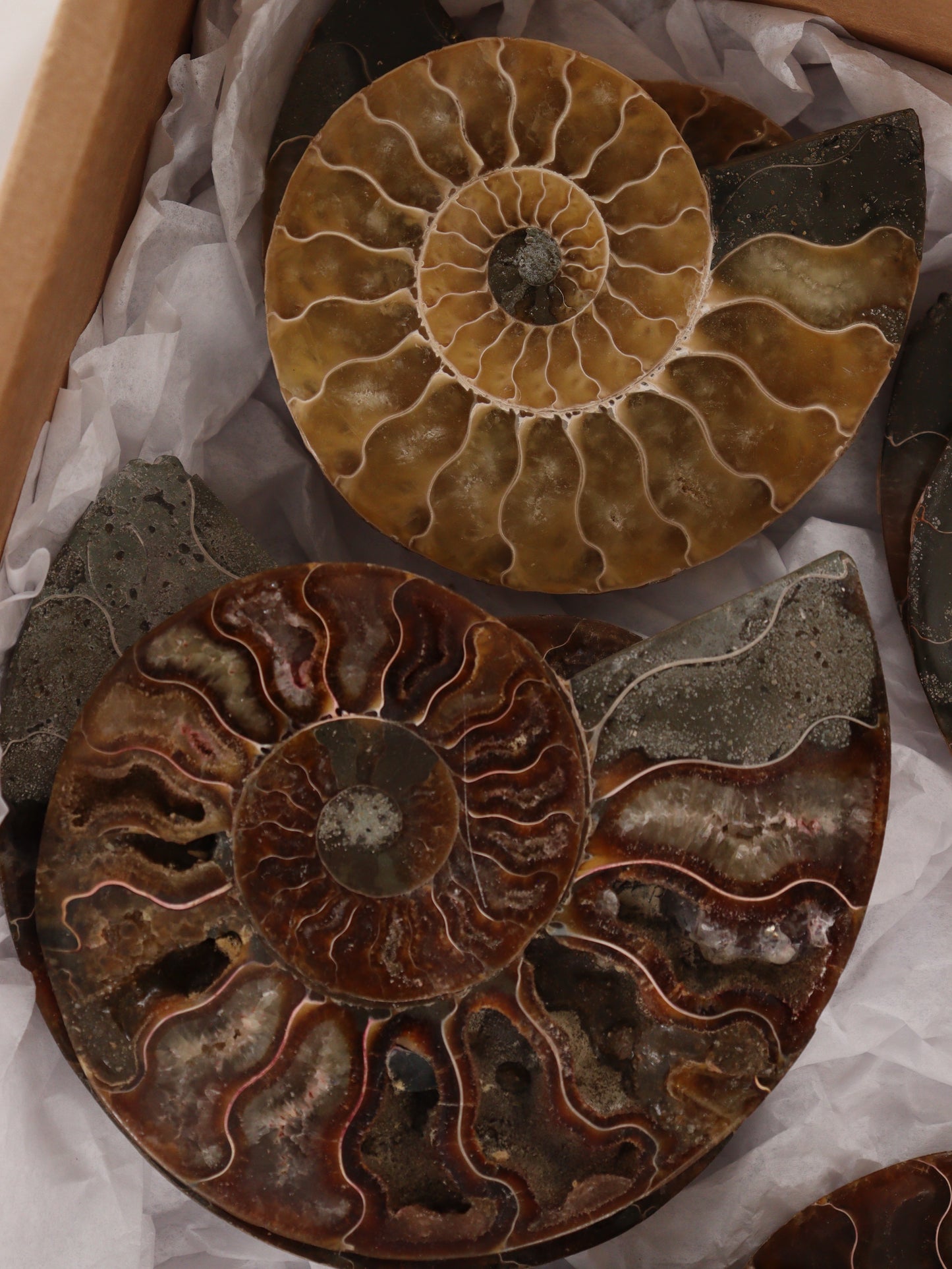 Ammonite Pairs Set of 4