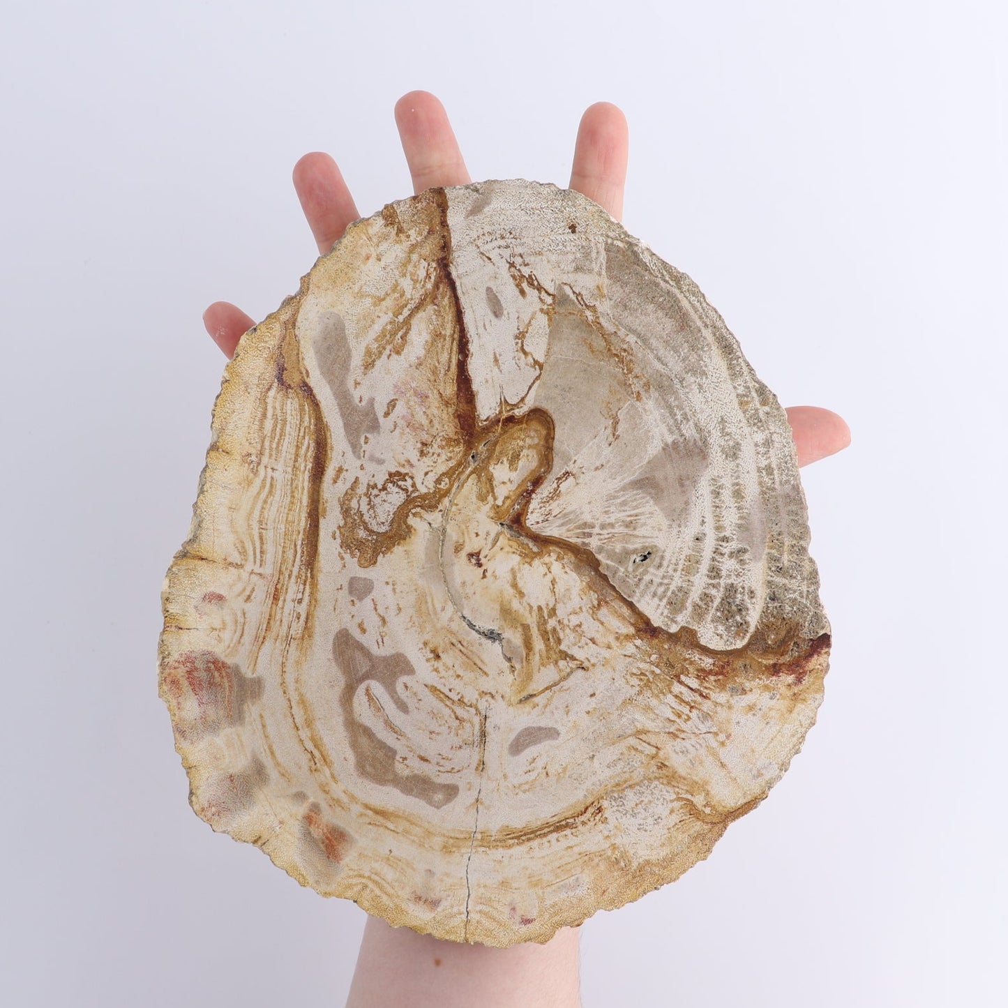 Petrified Wood Slices & Slabs Set of 4
