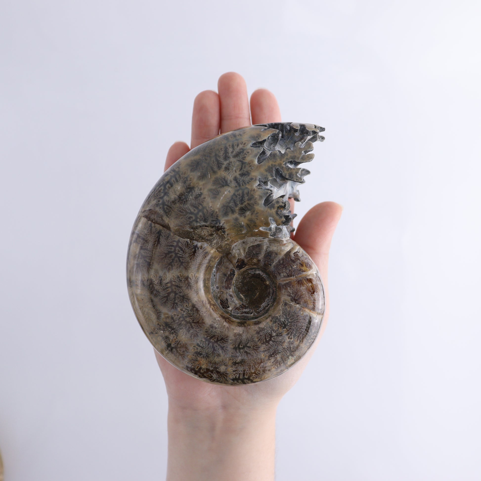 Agate Shells Set of 3 - Expert Wholesale and Supplier of Wholesale Crystals & Bulk Gemstones, ["Agate","Madagascar","shells"]
