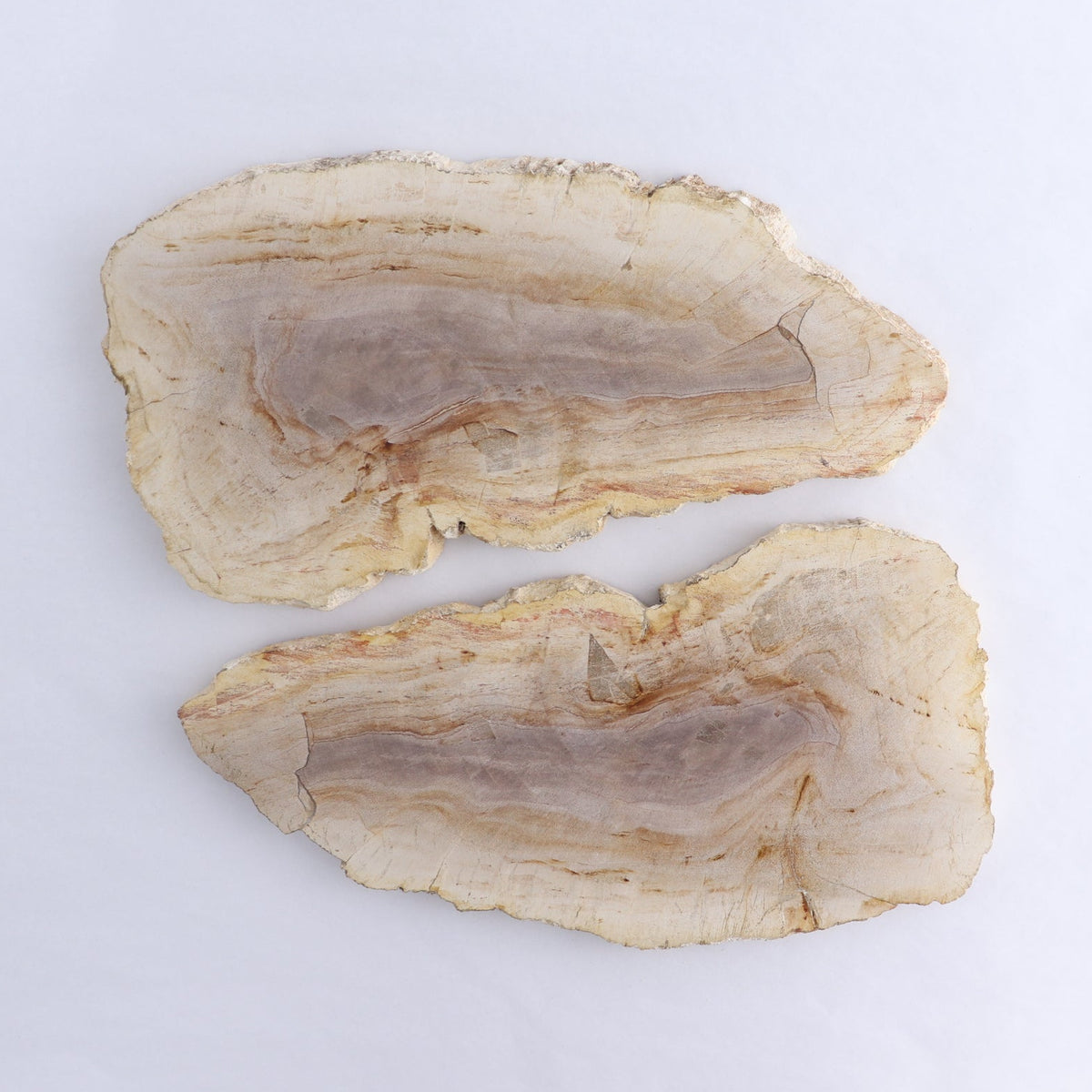 Petrified Wood Slices & Slabs Set of 2