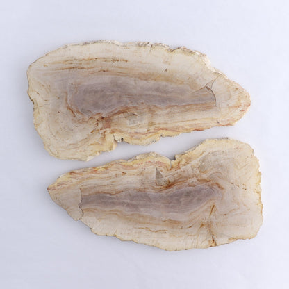 Petrified Wood Slices & Slabs Set of 2