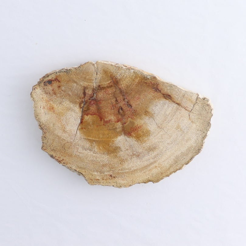 Petrified Wood Slices & Slabs Set of 4