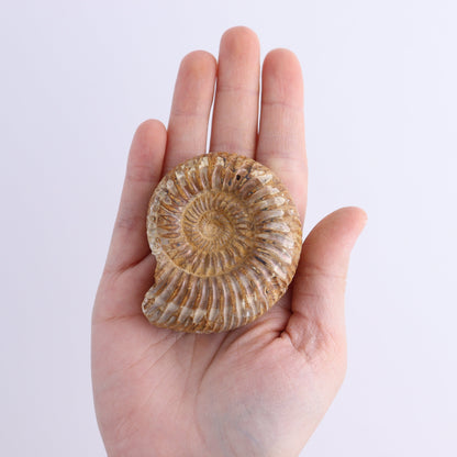 Fossilized Ammonite Set of 9 - Expert Wholesale and Supplier of Wholesale Crystals & Bulk Gemstones, ["Ammonite","Fossilized Ammonite","Madagascar"]
