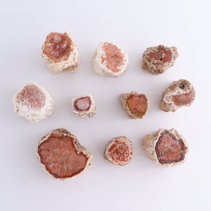Petrified Wood Cut Bases Set of 10 - Expert Wholesale and Supplier of Wholesale Crystals & Bulk Gemstones, ["Cut Base","Petrified Wood"]